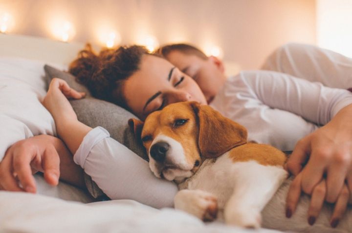 ¿Es Bueno Dormir con tu Perro o Gato? Beneficios y Desventajas