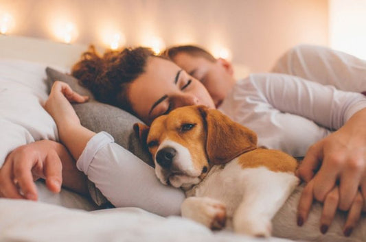 ¿Es Bueno Dormir con tu Perro o Gato? Beneficios y Desventajas