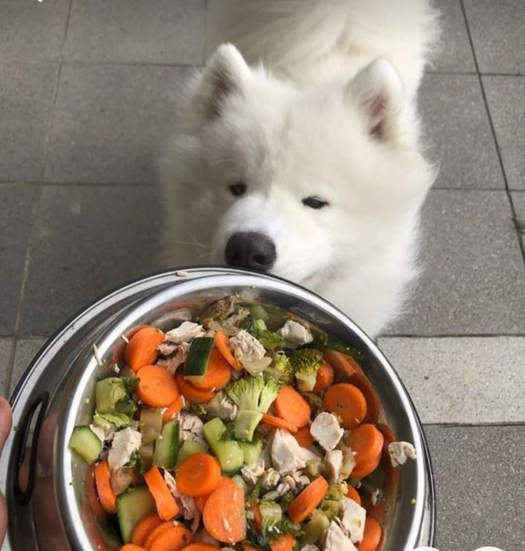 Guía Completa para Alimentar a tu Mascota de Manera Saludable