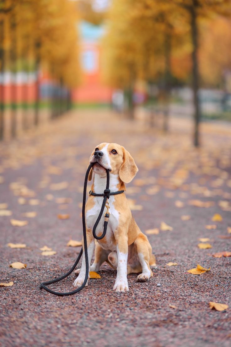 ¿Cómo Detectar el Estrés en tu Mascota? Señales a las que Prestar Atención