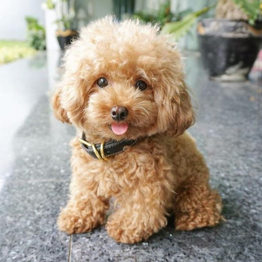 Cómo Cuidar el Pelaje de tu Perro para Mantenerlo Brillante