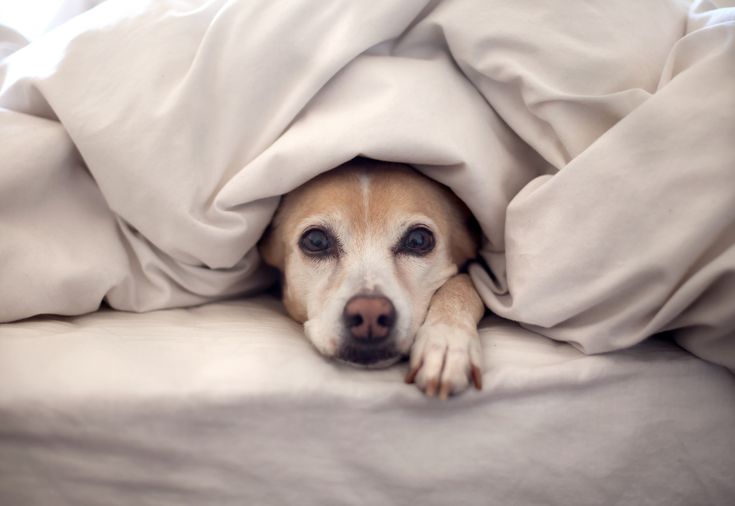 Cómo Identificar y Prevenir Problemas de Piel en Mascotas