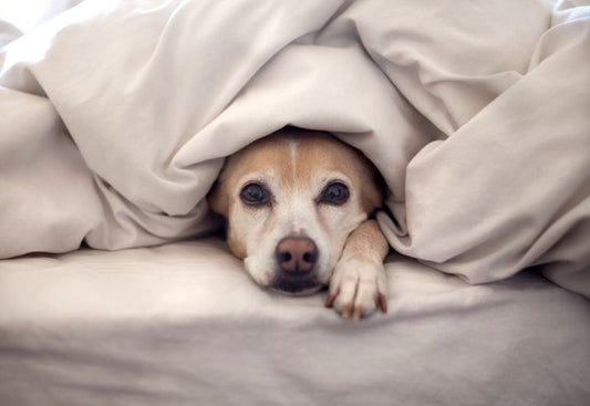 Cómo Identificar y Prevenir Problemas de Piel en Mascotas
