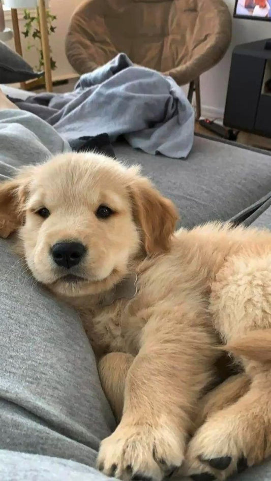 10 Consejos Esenciales para el Cuidado de tu Perro y Gato